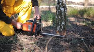 Trusted Hudson, MI  Tree Services Experts