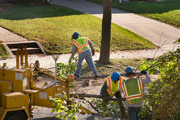 Best Stump Grinding and Removal  in Hudson, MI