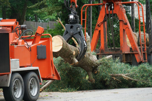 Best Lot and Land Clearing  in Hudson, MI