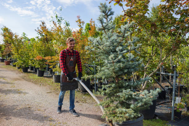 Best Emergency Tree Removal  in Hudson, MI