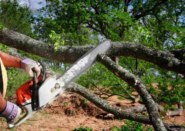 Best Tree and Shrub Care  in Hudson, MI